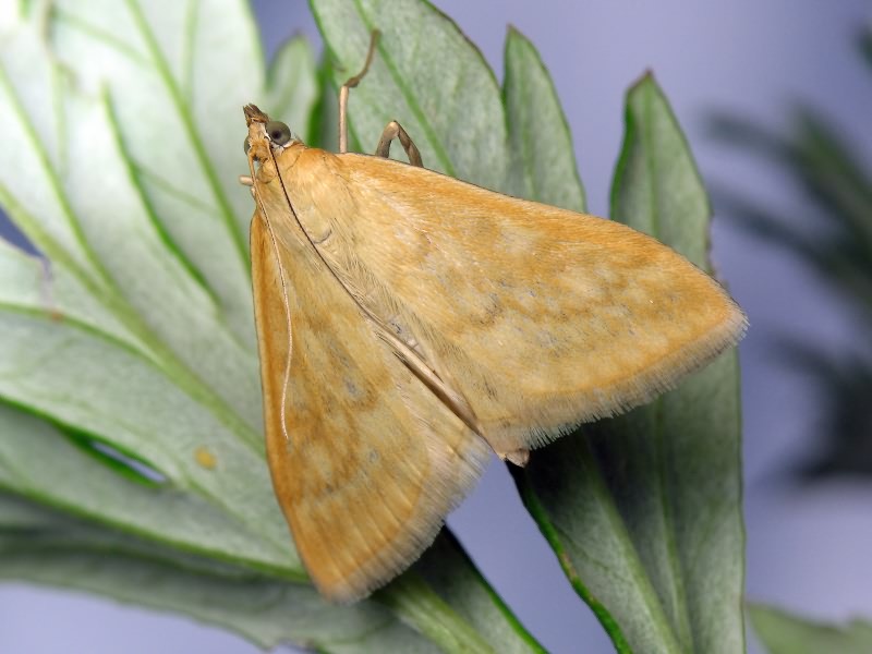 Sitochroa verticalis (Linnaeus, 1758)